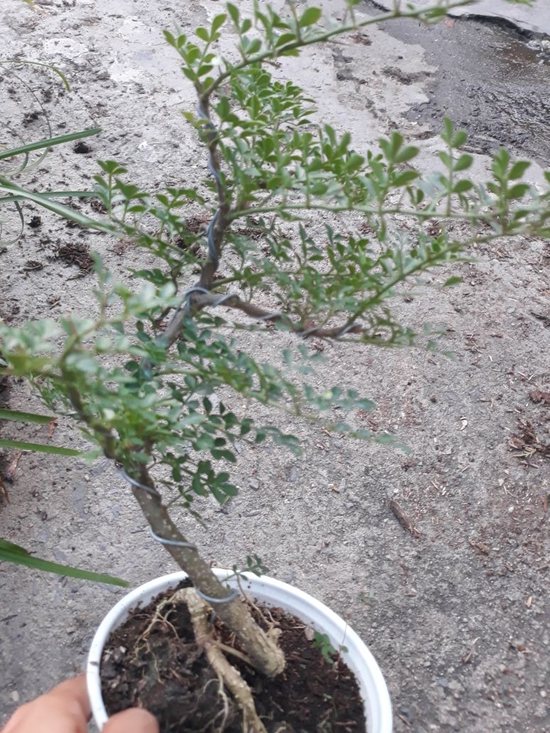 Chậu cây bonsai mini cần thăng