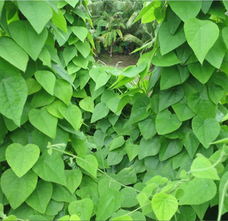 "Gói 30 Hạt " Hạt Giống Sương Sâm Lông