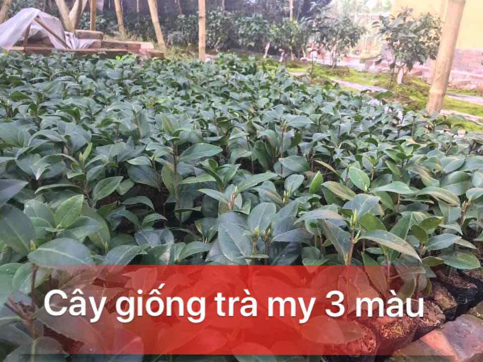 [Viện Nghiên Cứu Di Chuyền Nông Nghiệp] [ Viện Công Nghệ Sinh Học Nông Lâm] Combo bộ 3 cây hoa trà my 3 màu
