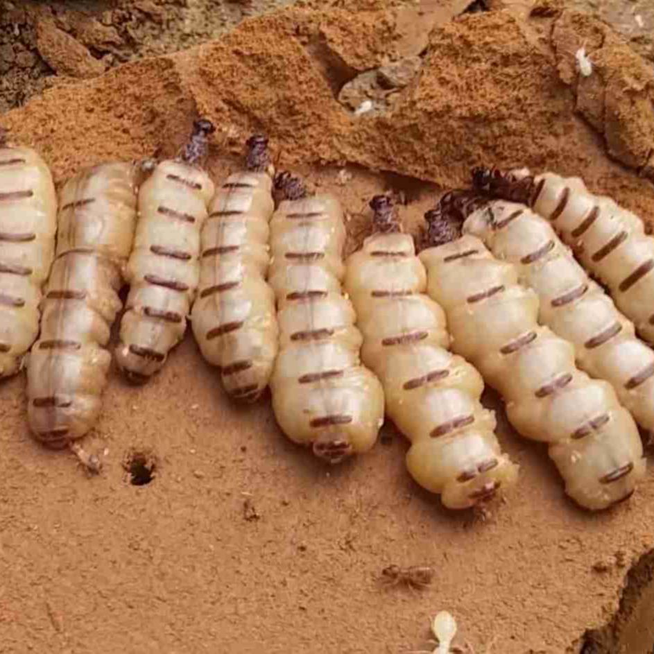 20 CON MỐI CHÚA SIZE NHỠ