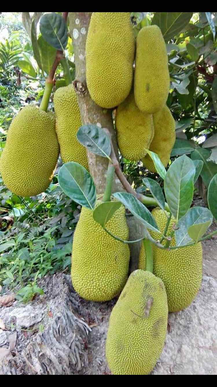 Cây giống mít Thái ruột đỏ