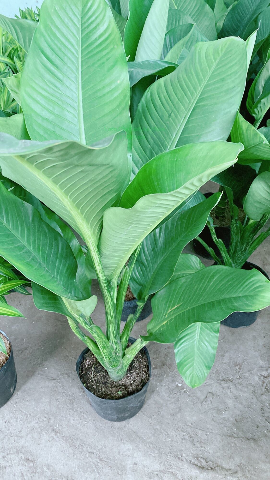 Cây Đại Phú Gia (chỉ giao hcm)
