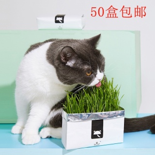 Bộ trồng cỏ tươi cho mèo không cần đất thumbnail