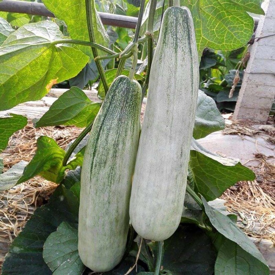 Hạt giống dưa lê chuối