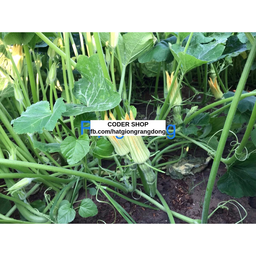 Hạt Giống Bí Nụ Rạng Đông 0.5Gram
