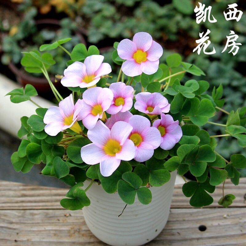 Củ hoa oxalis (5 củ giá sỉ)