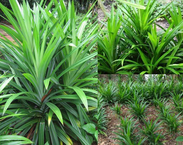 cây dứa nếp giống (cây lá dứa, cây lá thơm)