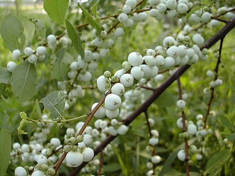 Cây phèn đen giống - cây thảo dược quý, làm cảnh đẹp