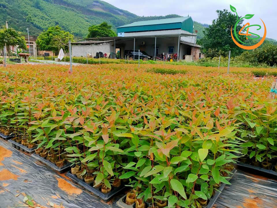 CÂY GIỐNG BẠCH ĐÀN ĐỎ [ Tên gọi khác: cây khuynh điệp ] [J&T]