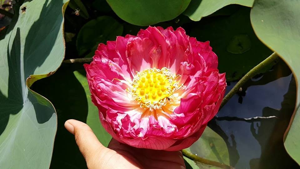 Gói Hạt Giống Sen Bách Diệp ( Đã Mài Đầu Hạt )