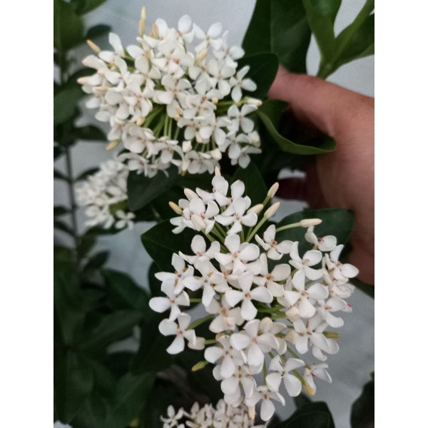 cây mẫu đơn trắng 1 cốt