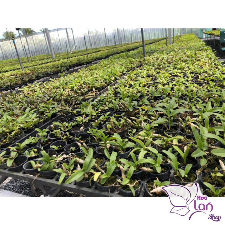Lan Phi Điệp *Mua 3 Tặng 1* Hồng Mỹ Nhân  [ Cây Giống ]
