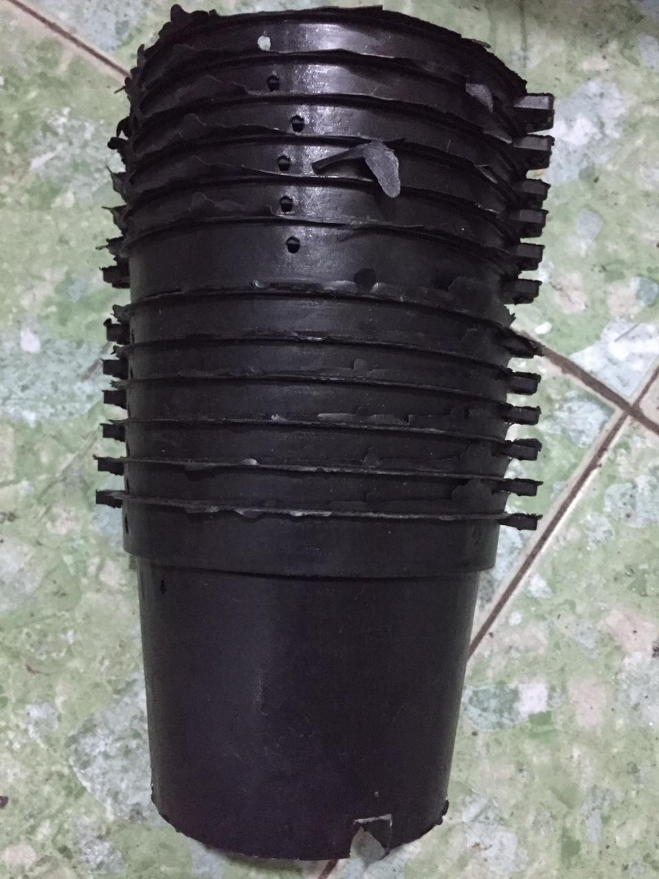 40 chậu bít 12 cm