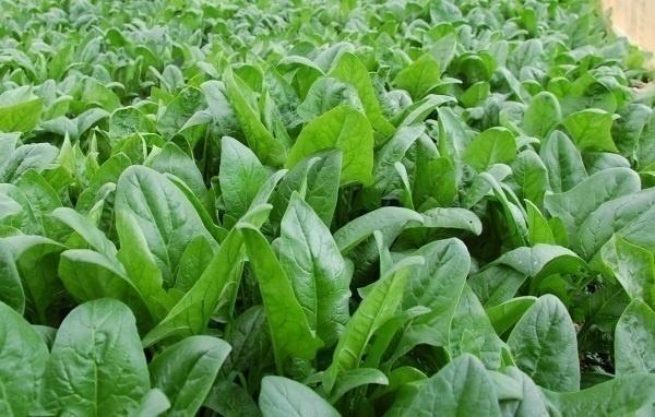 Hạt Giống Rau Chân Vịt ( Bina) Gói 20 Gram