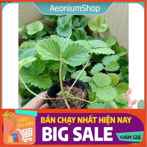 Combo 10 cây, dâu giống chịu nhiệt trái ngọt thuần khí hậu sức sống cao đẹp