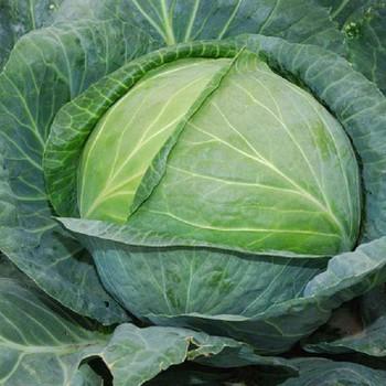 Gói 1g hạt giống bắp cải F1 Tropica Queen sinh trưởng khỏe phát triển mạnh mẽ tỉ lệ nảy mầm cao