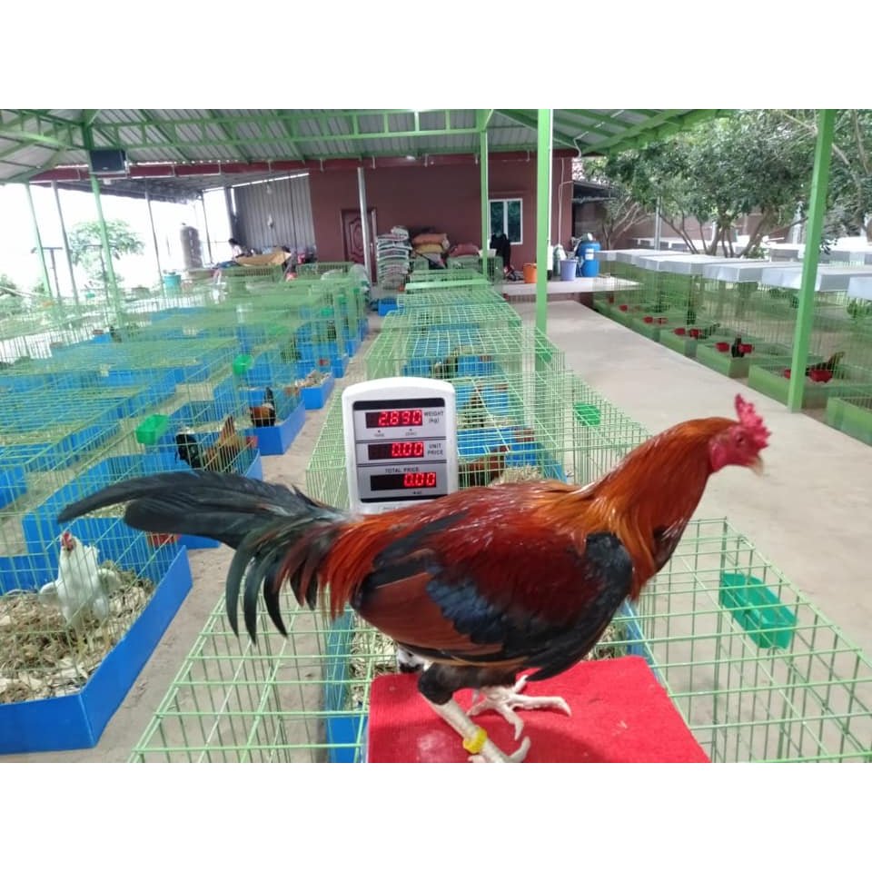 (HCM)Khây nhựa  chuồng gà 1 mét vuông