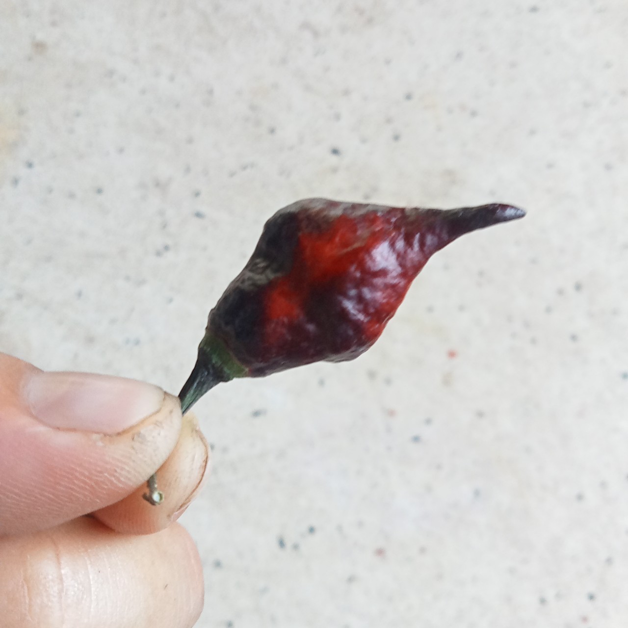 3 Hạt Ớt Naga scolt Lancer Purple