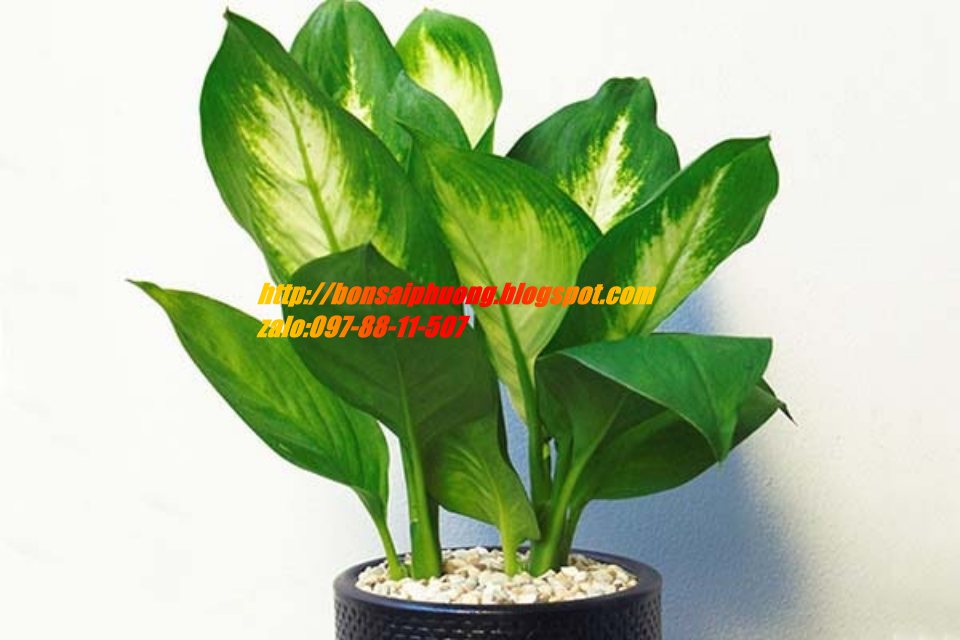vạn niên thanh mix chậu