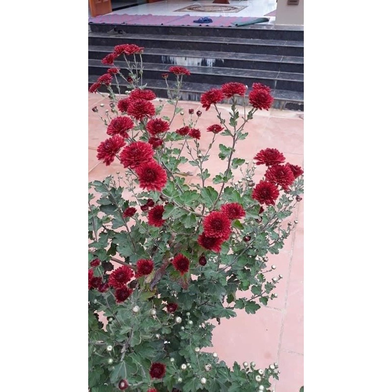 Cúc Cổ sơn la - Hoa cúc cổ đỏ ♥️Siêu Giảm Giá♥️