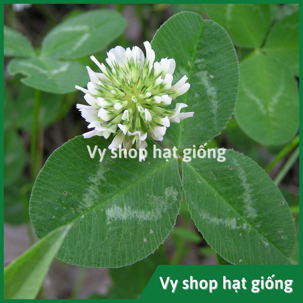 Hạt giống cỏ ba lá trắng (white clover) gói 200 hạt