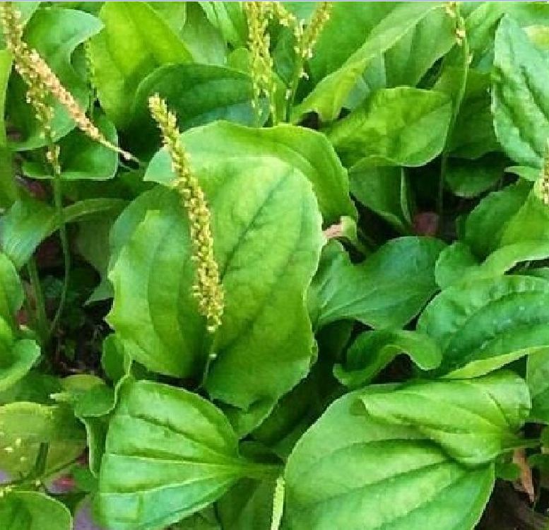 Combo of 3 Packs of Ma Di Seeds (Ma Di Xa Money Tree Seeds)