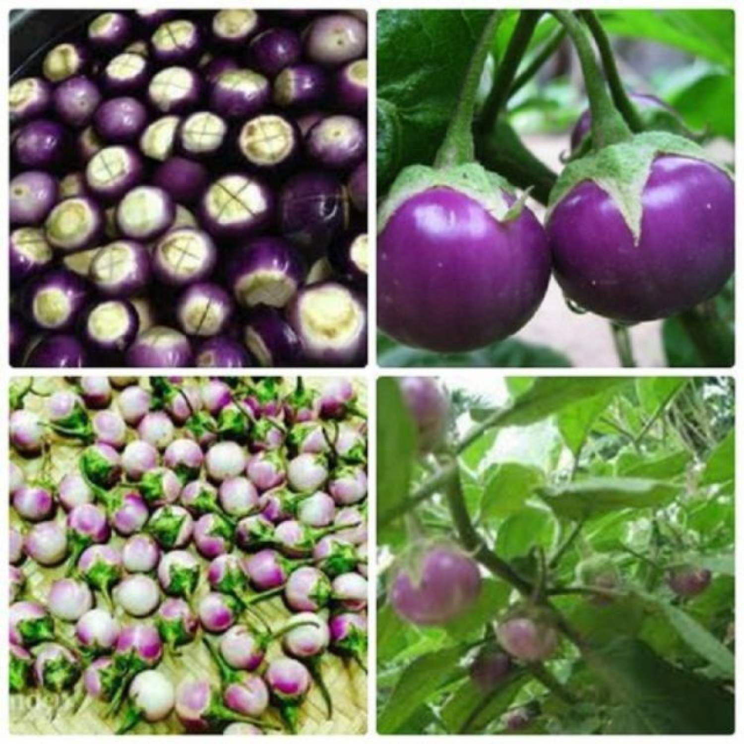 MA160 GÓI Hạt Giống Cà Pháo Tím 50 HẠT