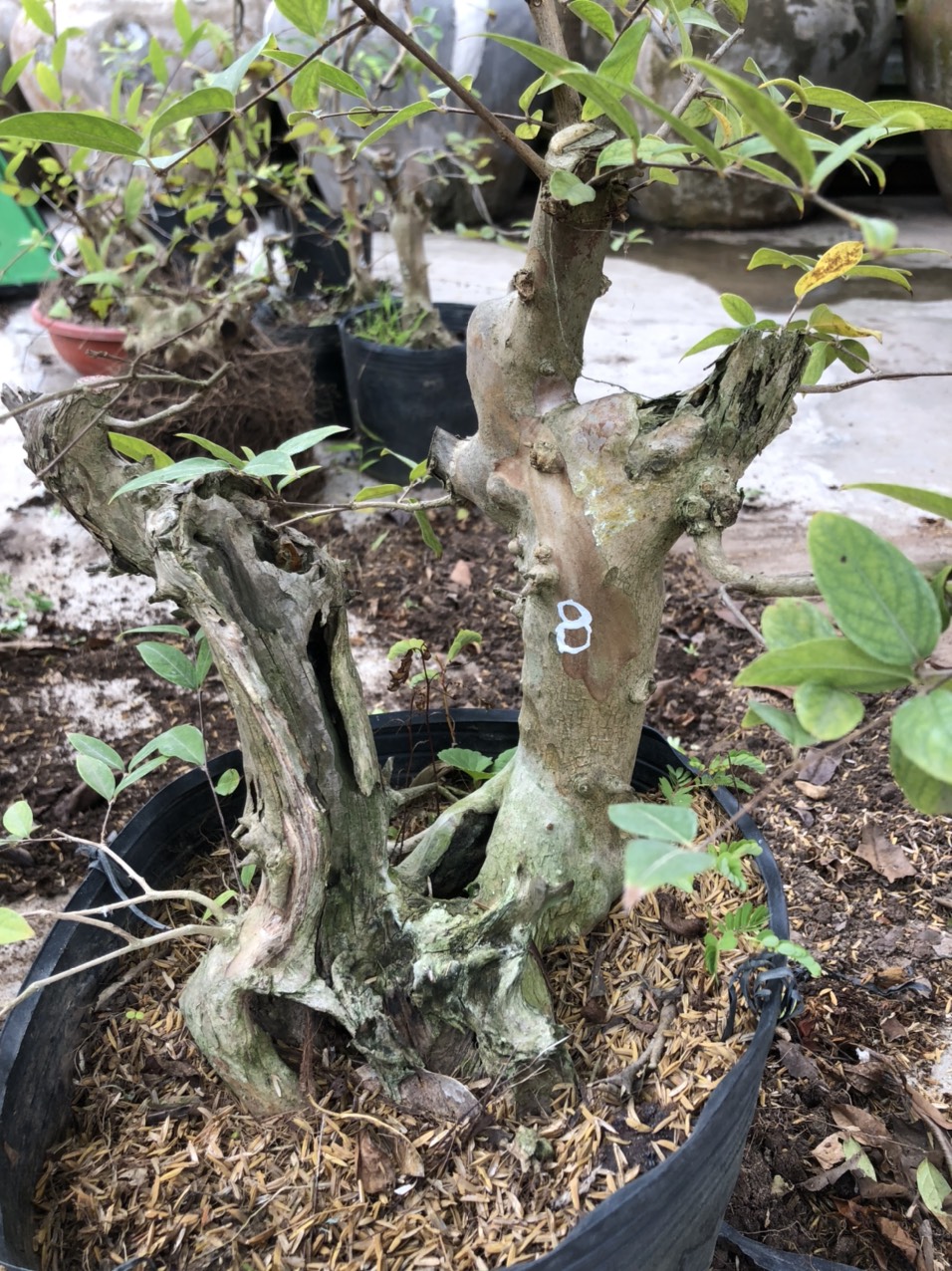 (bonsai mini) Bằng lăng tím
