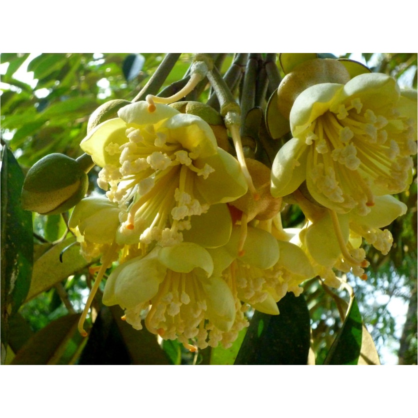 Cây sầu riêng Monthon Giống siêu sớm (ĐƯỢC BẢO HÀNH) (có tặng kèm phân bón )