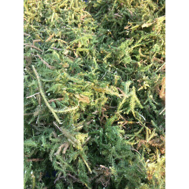 500g cây thông đất