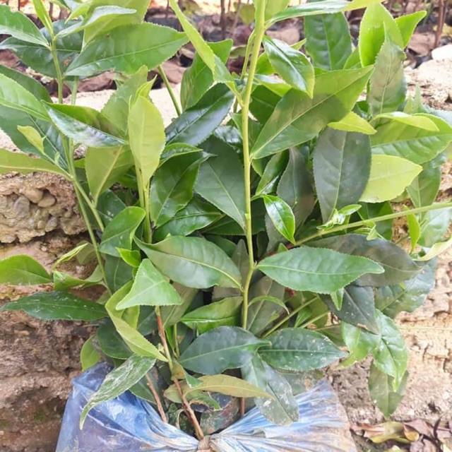5 Cây chè xanh tân cương thái nguyên CÂY GIỐNG