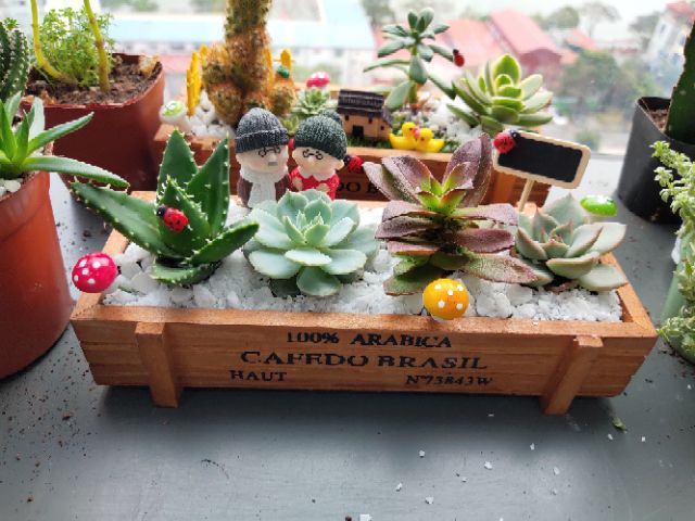 Chậu gỗ trồng cây cảnh Cafedo