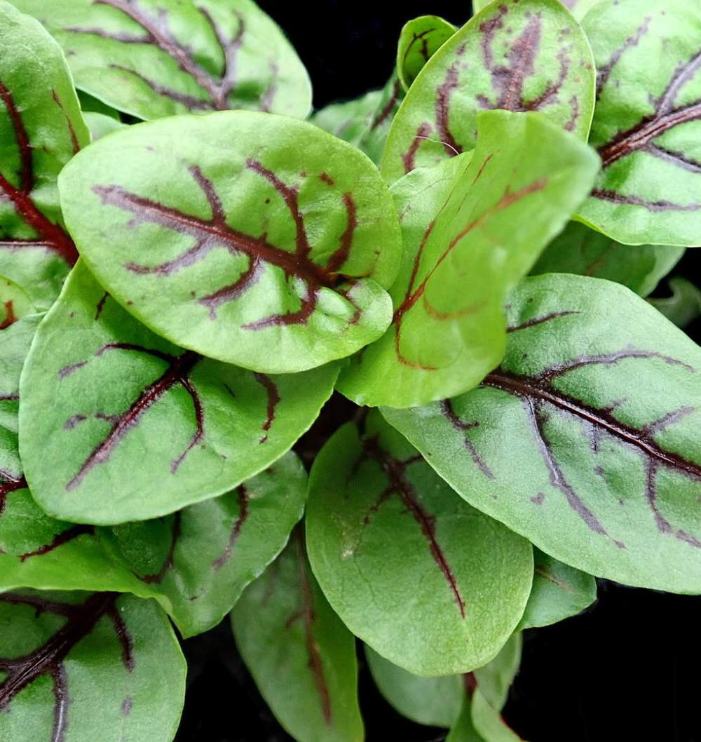 Hạt giống rau chua sorrel red vein gân đỏ (gói 50 hạt)