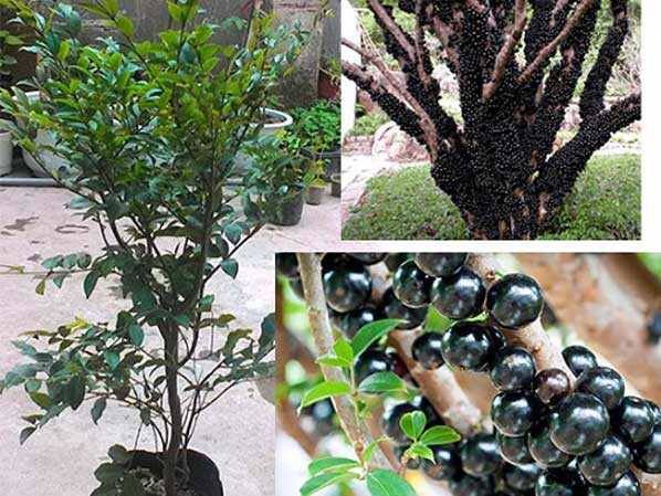 Cây nho thân gỗ tứ quý, khỏe mạnh không sâu bệnh dễ chăm sóc, ra quả sau 1 năm, Trái có khả năng mọc quanh thân, nhánh với số lượng nhiều, tương tự như cây sung Việt Nam