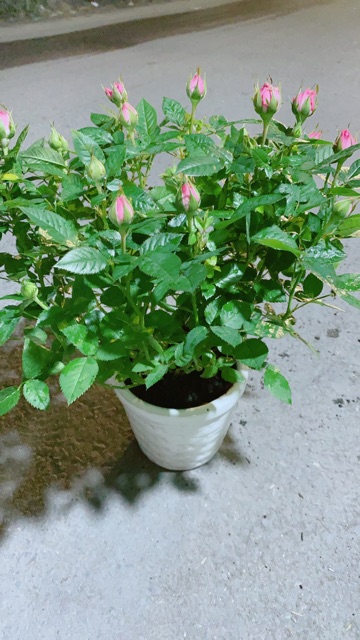 Chậu Hoa Hồng Màu Hồng