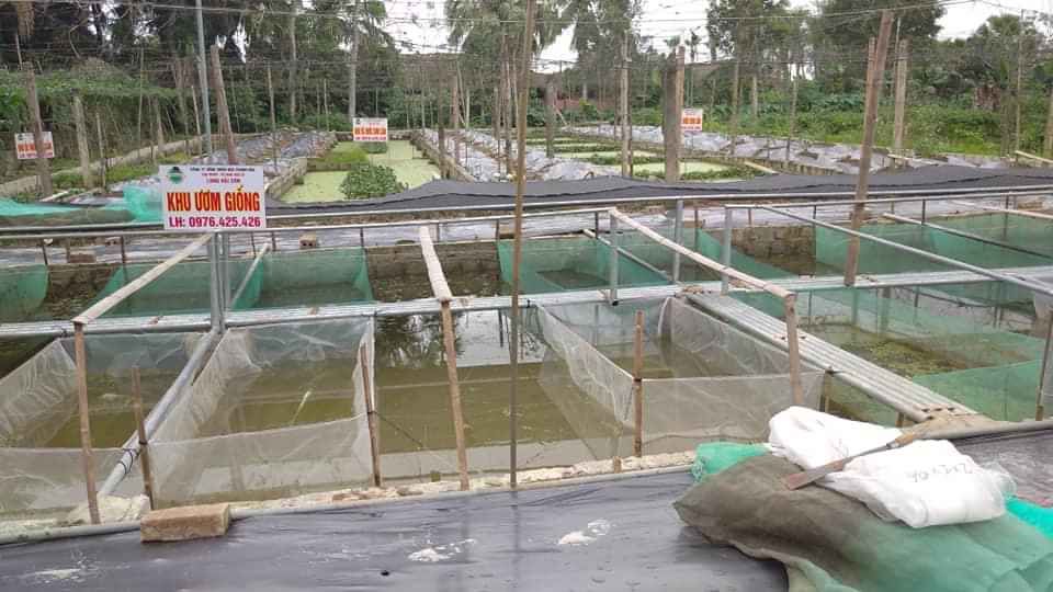 Tráng lưới nuôi ốc ếch cá mới nở 2x1x1