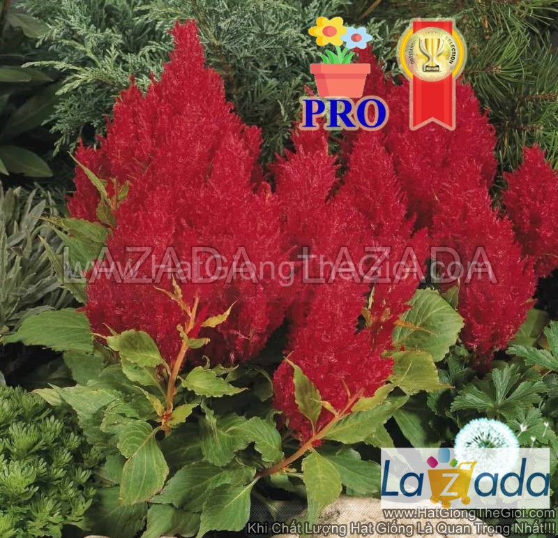 100h Hạt Giống Hoa Mào Gà Lửa Fresh Look Đỏ F1Pro (| -KD: B36*X68*M234)