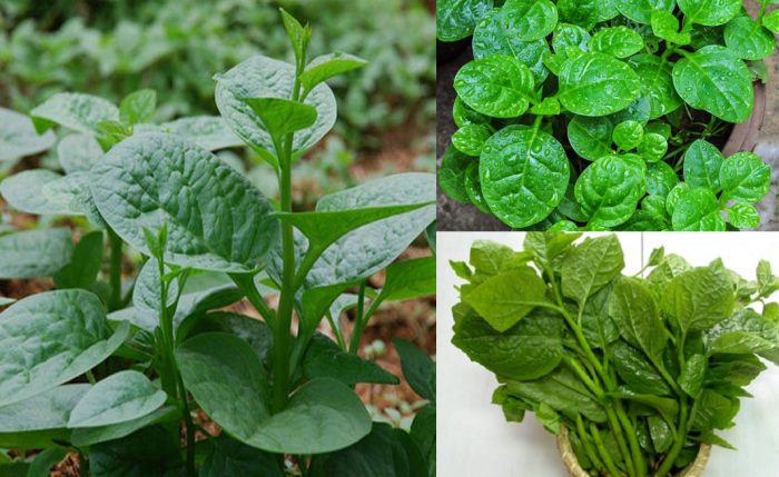 Hạt giống mồng tơi lá to gói 20gr - canh nông 70