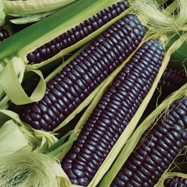 [HCM]Hạt giống bắp đen - tặng thêm gói hạt ngẫu nhiên