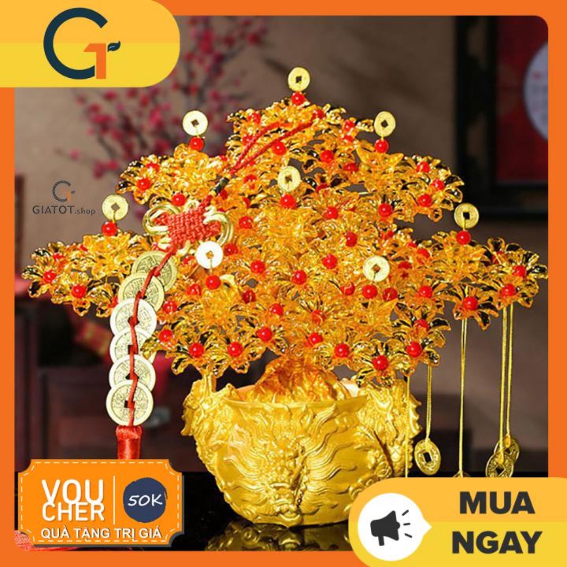 Cây cành vàng lá ngọc đế đầu rồng,cây kim tiền tài lộc đặt bàn làm việc, cây kim tiền 7 cành trang trí phòng khách, cây phát tài đặt bàn thờ ngày tết