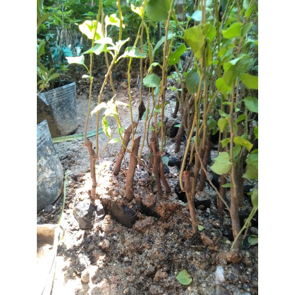 CÂY HOA GIẤY NGŨ SẮC CHUẨN ĐẸP 100%