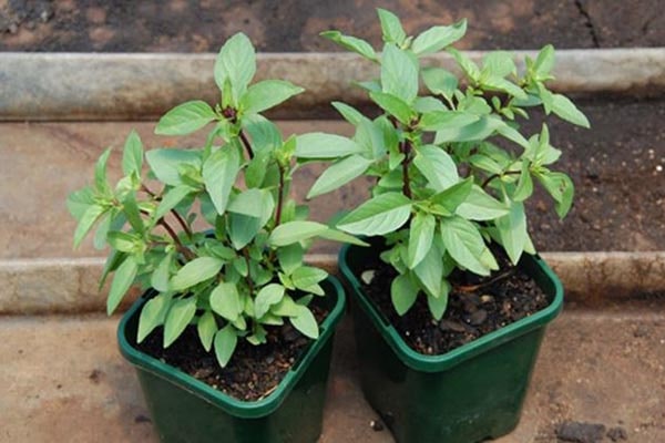 Túi 1 Gram Hạt Giống rau Húng quế
