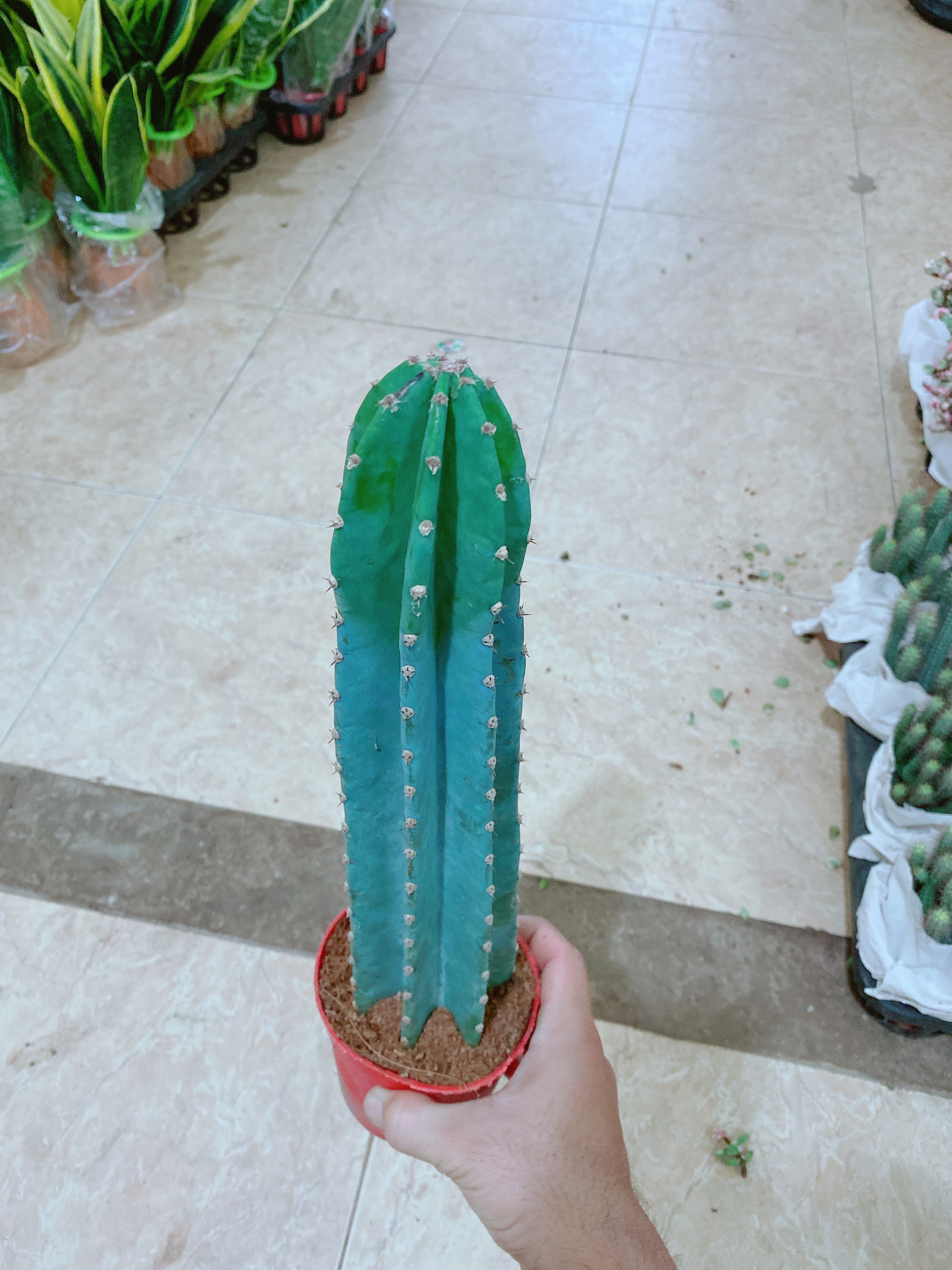 Xương Rồng Trụ Loại Lớn