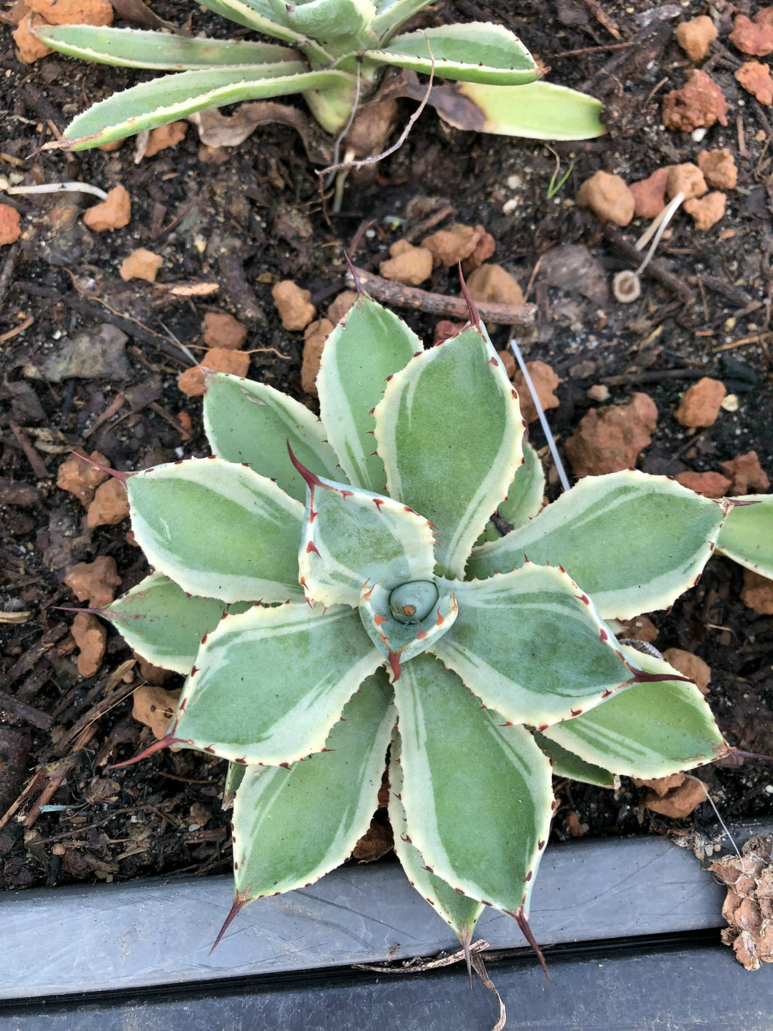 Xương rồng agave