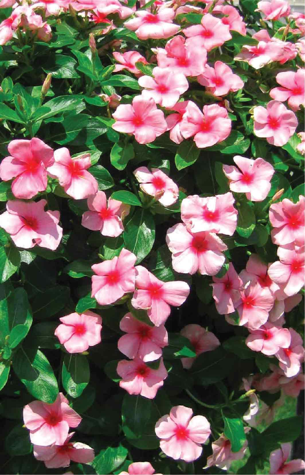 CÂY HOA DỪA CẠN TA - HOA SIÊU ĐẸP ĐỦ MÀU GIÁ RẺ