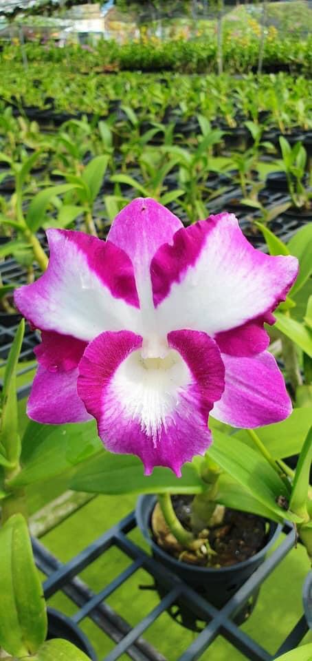 Hoa Lan Dendro Lai Cat Nữ Hoàng Đẹp Giá Rẻ