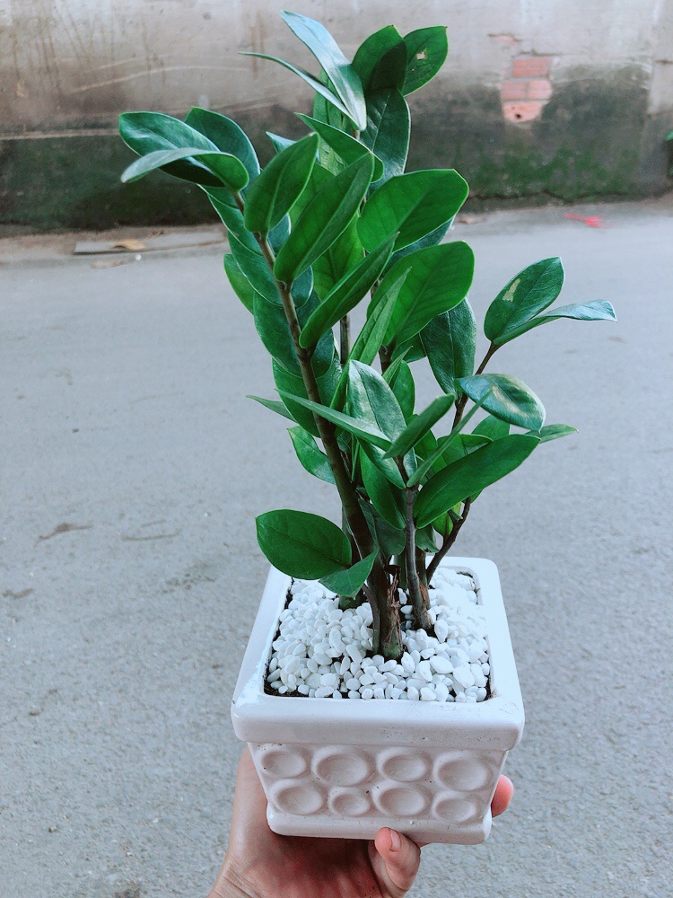 [HCM]Chậu Kim Tiền Thái