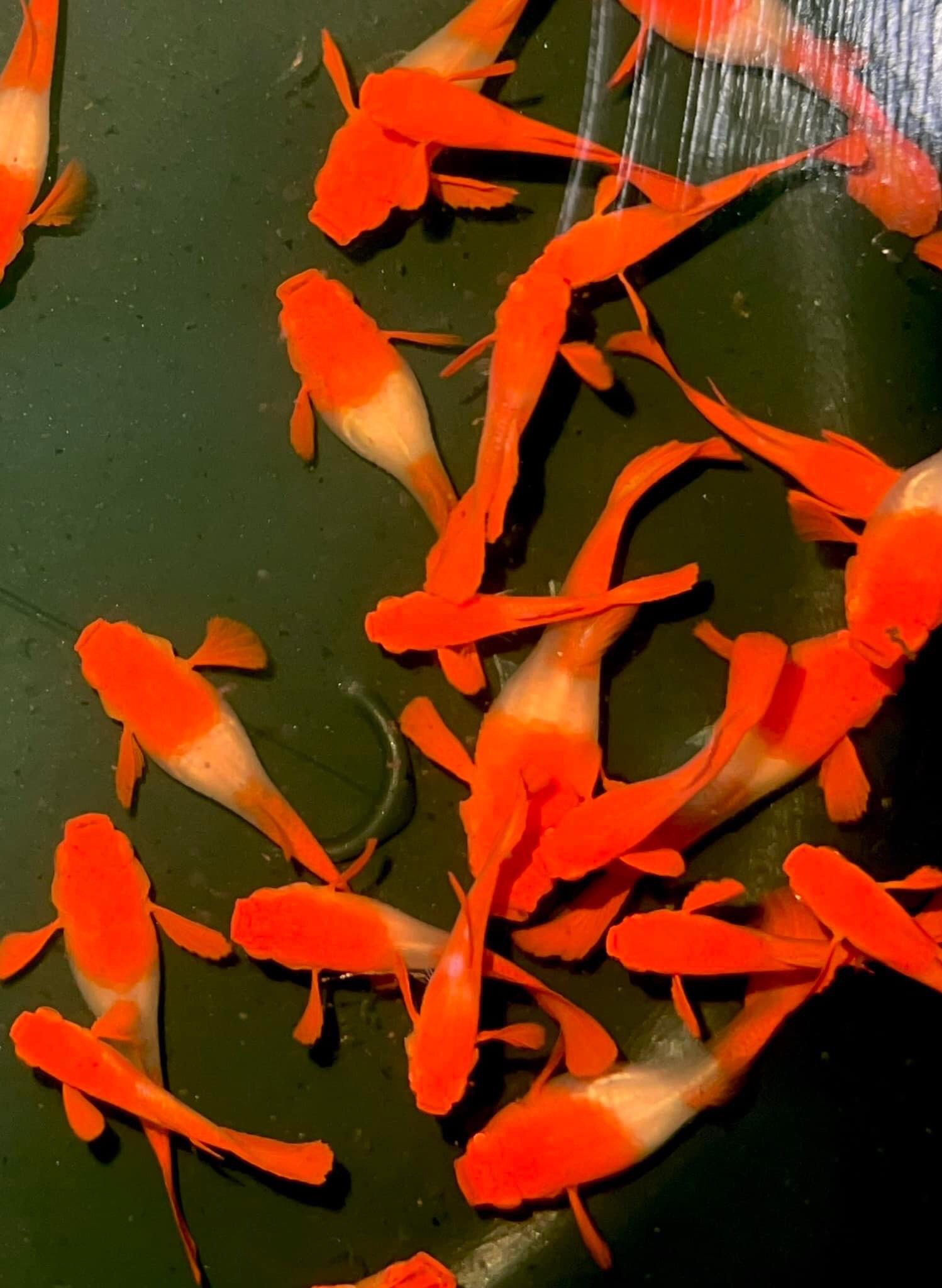 koi red ear 2 cặp chỉ 100k