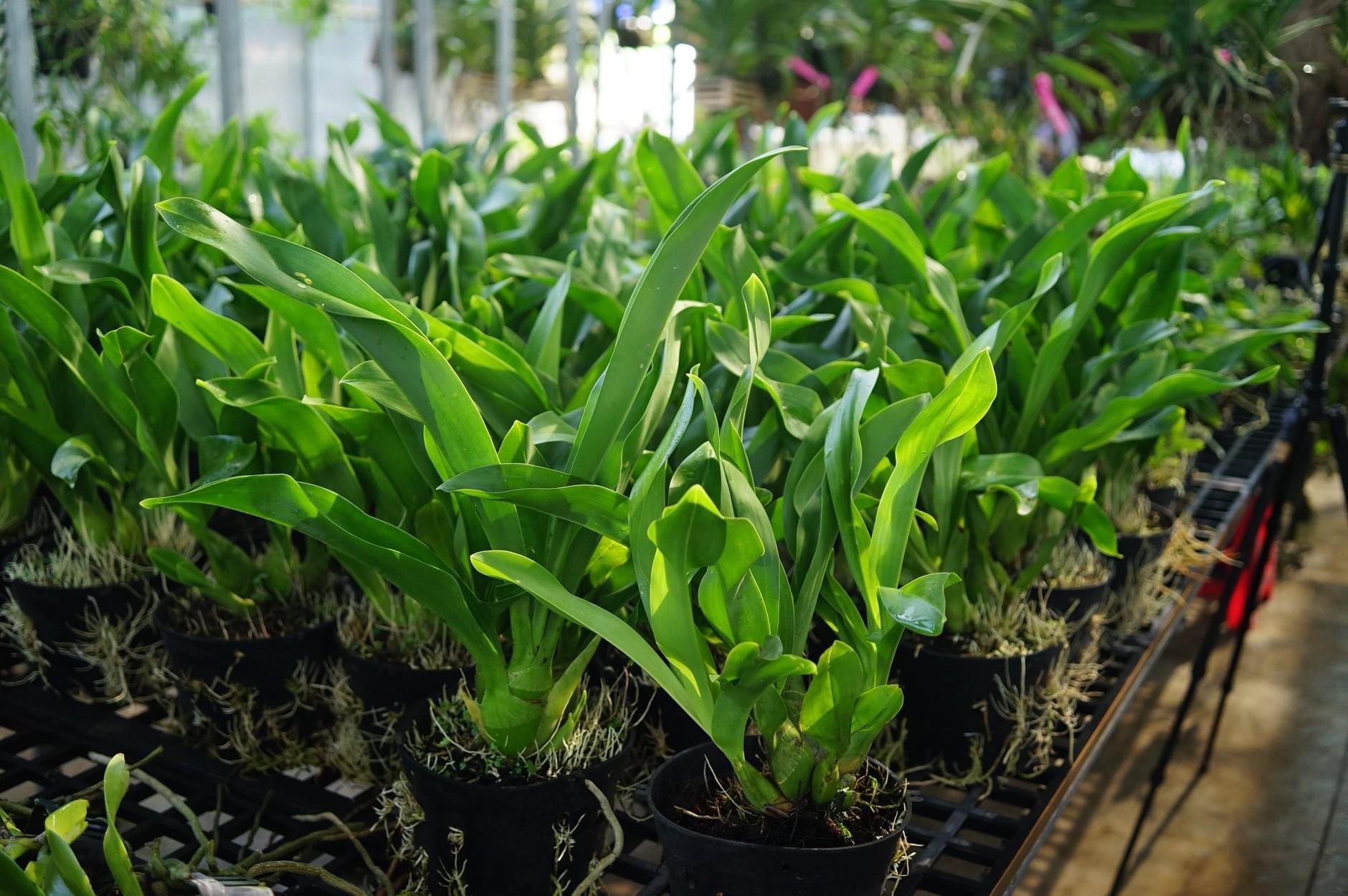 (1 chậu) Hoa lan vũ nữ hoàng hậu xanh - hoa thơm