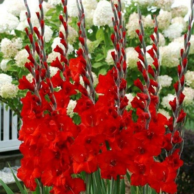 Củ hoa lay ơn nhiều màu 10 củ